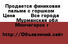 Продается финиковая пальма с горшком › Цена ­ 600 - Все города  »    . Мурманская обл.,Мончегорск г.